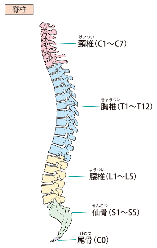 背骨の歪みは、首の歪みにつながります。