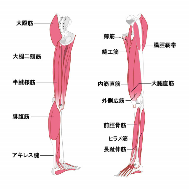 変形性膝関節症への当院のアプローチは?