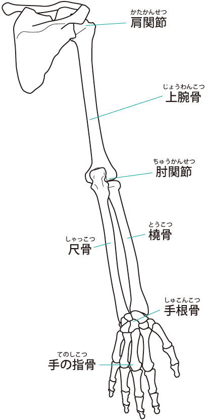 肩周りの関節のイラスト